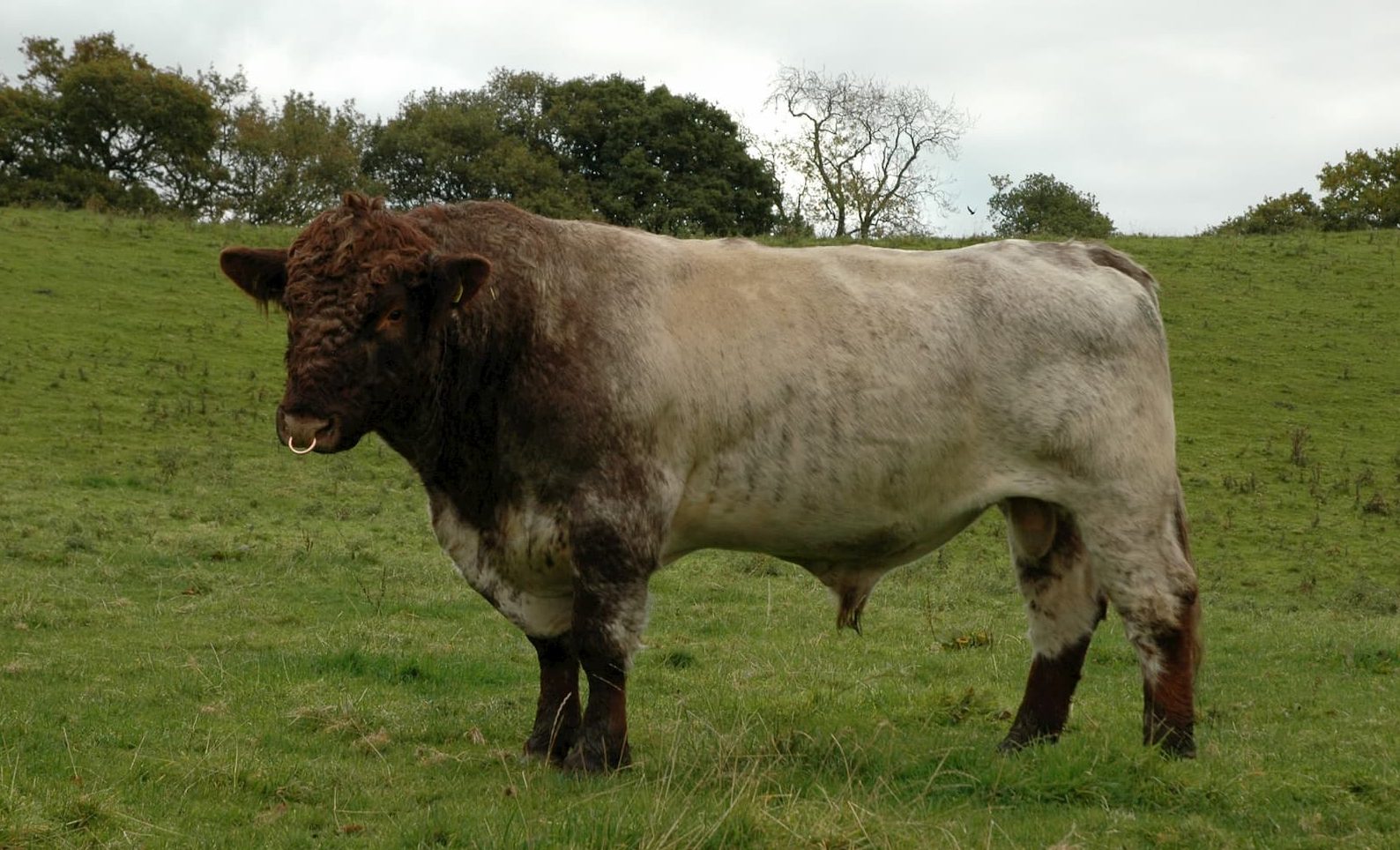 Why Beef Shorthorns? Upsall Beef Shorthorns